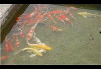 河源鱼价最新爆料