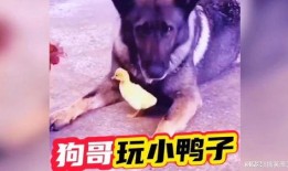 最新爆料狗哥,揭秘娱乐圈惊人内幕